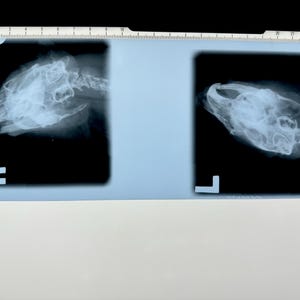 May include: Two black and white x-ray images of an animal skull. The left image is labeled "R" and the right image is labeled "L".
