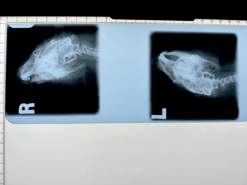 May include: Two black and white x-ray images of an animal skull. The left image is labeled "R" and the right image is labeled "L".