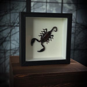 Może przedstawiać: Oprawiona ekspozycja skorpiona. Czarna rama otacza kremowe tło, prezentując zachowanego skorpiona. Skorpion jest ciemnobrązowy z widocznymi pazurami i segmentowanym ciałem. Tło przedstawia rozmytą scenę w świetle księżyca.