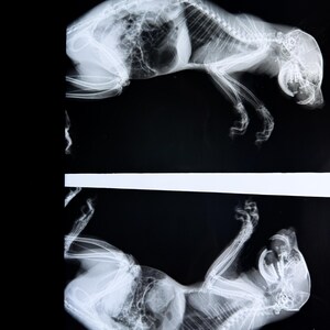 May include: Two black and white x-ray images of a cat. The first image shows the cat lying on its side, the second image shows the cat lying on its back.