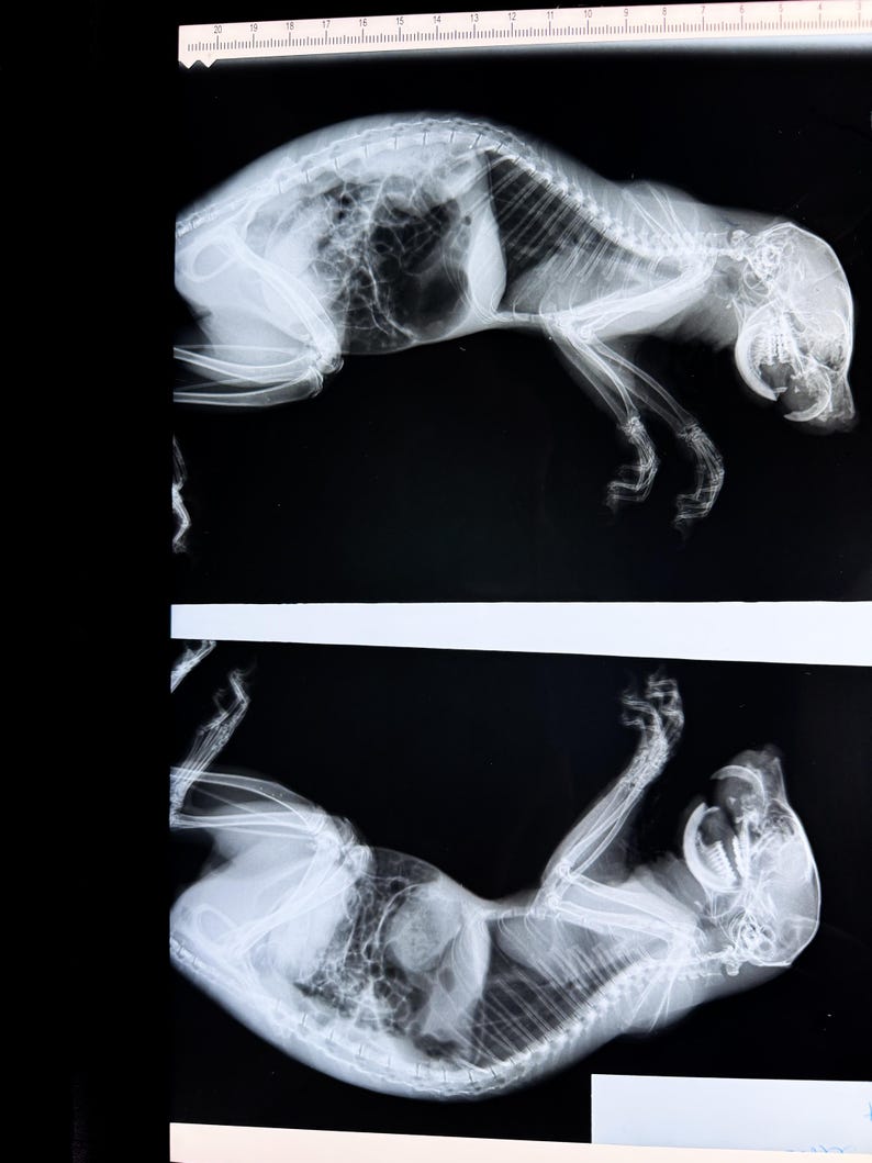 May include: Two black and white x-ray images of a cat. The first image shows the cat lying on its side, the second image shows the cat lying on its back.