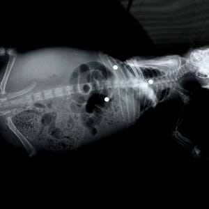 May include: Black and white x-ray image of a small animal, possibly a cat or a dog, lying on its side. The animal's skeletal structure is visible, along with its internal organs. There are three small, round objects visible in the animal's abdomen.