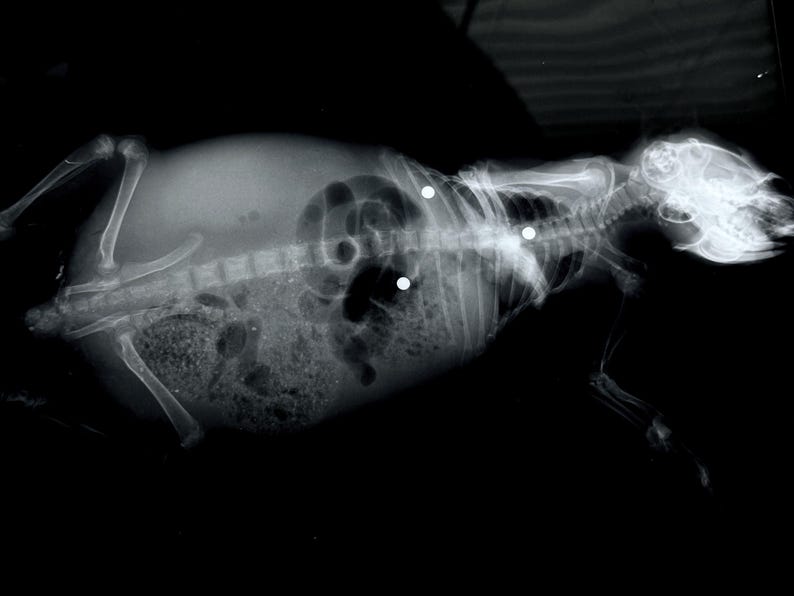 May include: Black and white x-ray image of a small animal, possibly a cat or a dog, lying on its side. The animal's skeletal structure is visible, along with its internal organs. There are three small, round objects visible in the animal's abdomen.