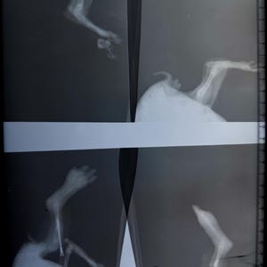 May include: X-ray image of a cottontail rabbit's hind legs. The image shows the bones of the legs and feet. The image is labeled "COTTONTAIL" and "KUPPEL-TOP" with the date "6/2".
