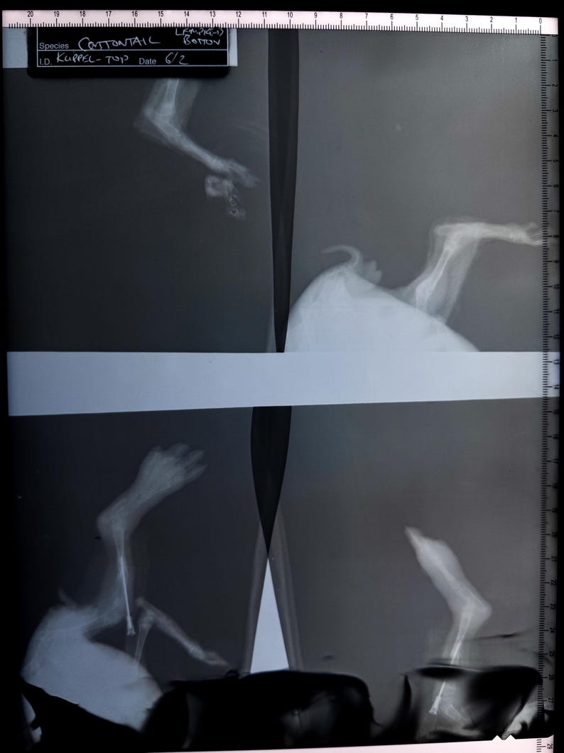 May include: X-ray image of a cottontail rabbit's hind legs. The image shows the bones of the legs and feet. The image is labeled "COTTONTAIL" and "KUPPEL-TOP" with the date "6/2".