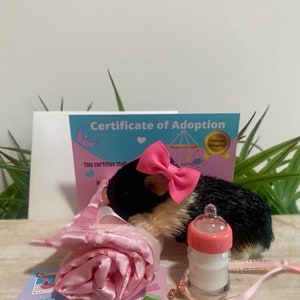 Silikon-Schwein-Adoption Geschenkset, Stormy Teacup Miniatur-Ferkel
