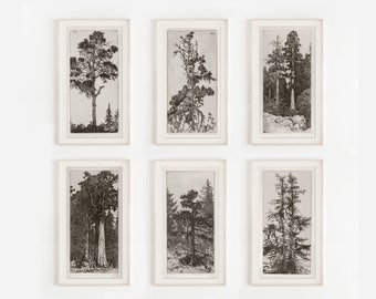 Zestaw ścienny Vintage Gallery, szkice drzew, trawienie, wydruki drzew