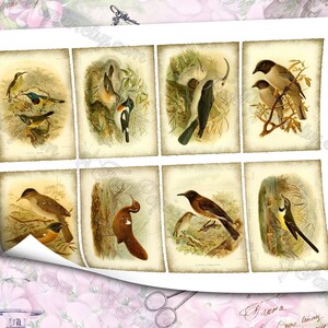 Birds of Madagascar by Keulemans 3 set of 200 ATC cards in JPG format with antique illustrations instant download for commercial use image 4