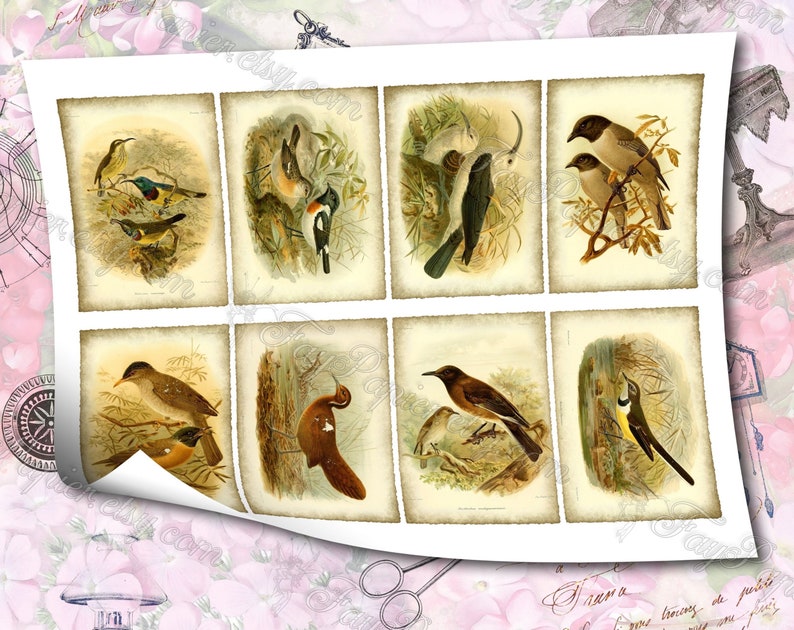 Birds of Madagascar by Keulemans 3 set of 200 ATC cards in JPG format with antique illustrations instant download for commercial use image 4