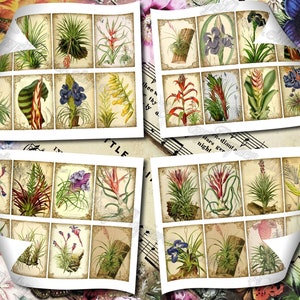 Airplant Tillandsia set of 40 pictures on 500 cards vintage old illustrations for natural junk journal air-plant flowers floral botanical image 3