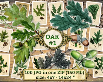 OAK # 1 - Packung mit 100 Vintage Bildern Eichel Blätter botanisches Bild Hohe Auflösung digitaler Download druckbare 300 dpi Quercus Blatt