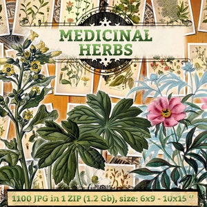 MEDICINAL HERBS 1 pack of 1100 vintage large size images flower useful medicinal flora native botanical High resolution digital printable image 1