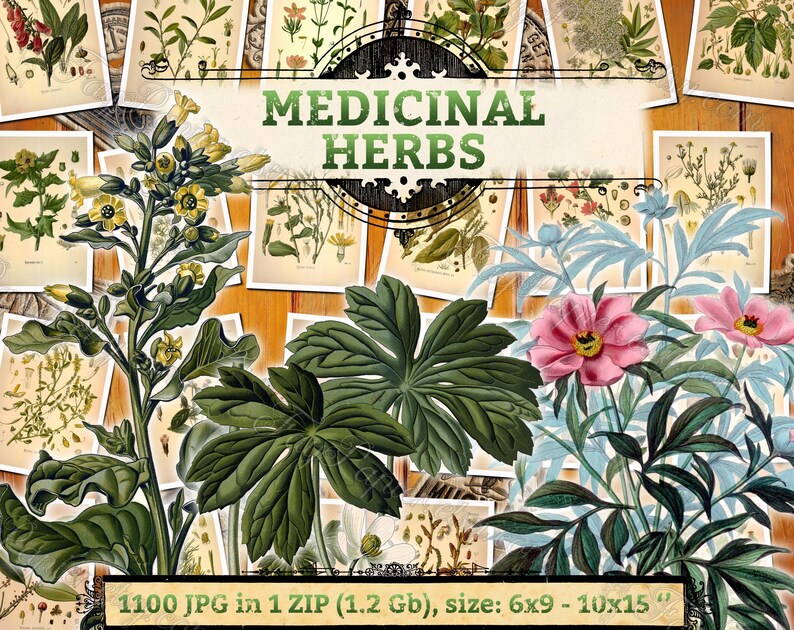 MEDICINAL HERBS 1 pack of 1100 vintage large size images flower useful medicinal flora native botanical High resolution digital printable image 1