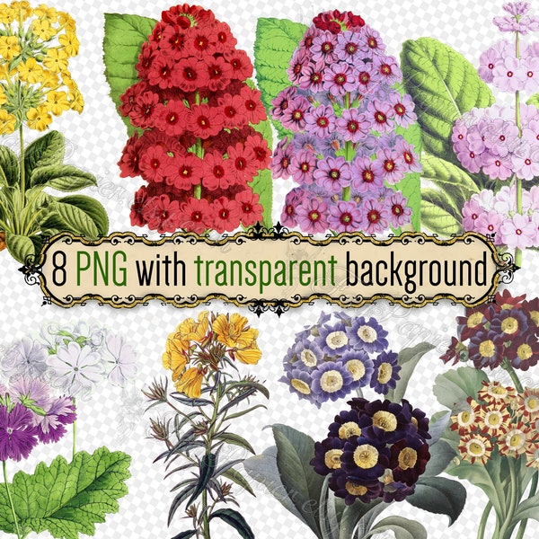 PNG FLOWERS Primrose-1 - set of 8 files in png format with transparent background jpg digital download primula japonica vintage print floral