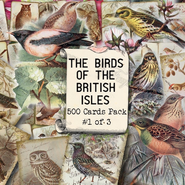 The Birds of the British Isles #1 - set of 40 pictures on 500 cards with old illustrations Great Britain full color images UK United Kingdom