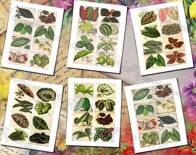 Big Bold Foliage 2 set of 40 pictures on 400 cards vintage design old illustrations inserts for natural junk journal collage clip art image 2