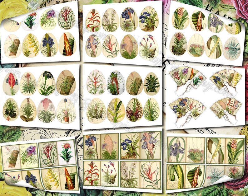 Airplant Tillandsia set of 40 pictures on 500 cards vintage old illustrations for natural junk journal air-plant flowers floral botanical image 8