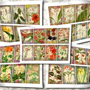 Garden Flora Journal 2 set of 200 ATC cards in JPG format with antique illustrations ophris sedum orchis miltonia lilium hepotica tydaea image 8