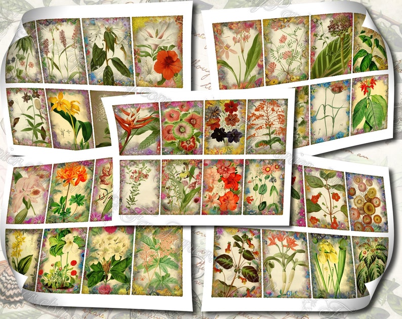 Garden Flora Journal 2 set of 200 ATC cards in JPG format with antique illustrations ophris sedum orchis miltonia lilium hepotica tydaea image 8