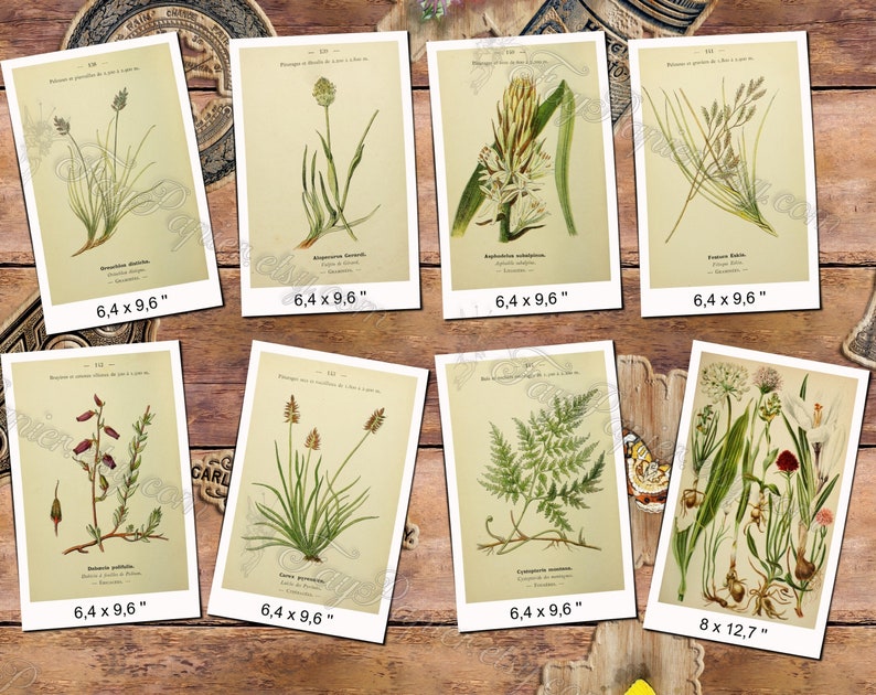 ALPINE PLANTS 3 pack of 150 vintage botanical images flowers of Alps mountains flora native High resolution digital download printable image 9