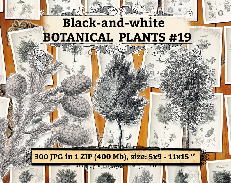 Black-and-White BOTANICAL Plants 19 pack of 300 vintage foliar trees High resolution illustrations digital download printable pictures image 1
