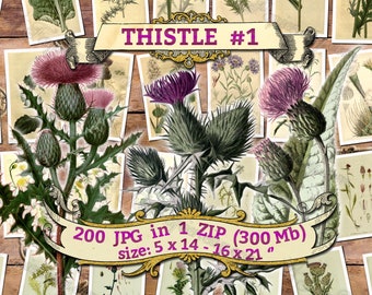 THISTLE #1 - pack of 200 vintage large size images botanical high resolution picture digital download printable 300 dpi centaurea Carduus