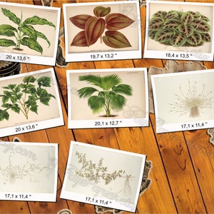 PLANTS 76 pack of 250 vintage images botanical high resolution digital download printable salix saxifraga sempervivum vicia henlea image 6