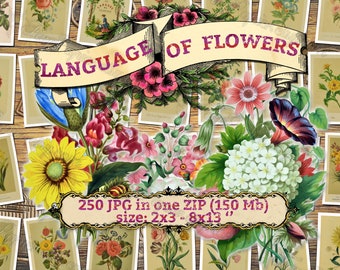 LANGUAGE of FLOWERS #1 - Packung mit 250 Vintage großformatige Bilder Bilder digitaler Download druckbare botanische Blumensträuße Blumenkarten Pflanzen