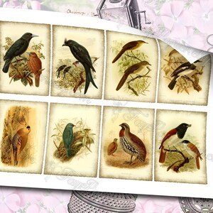 Birds of Madagascar by Keulemans 3 set of 200 ATC cards in JPG format with antique illustrations instant download for commercial use image 6