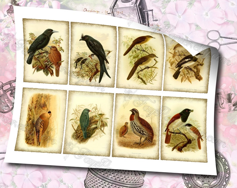 Birds of Madagascar by Keulemans 3 set of 200 ATC cards in JPG format with antique illustrations instant download for commercial use image 6