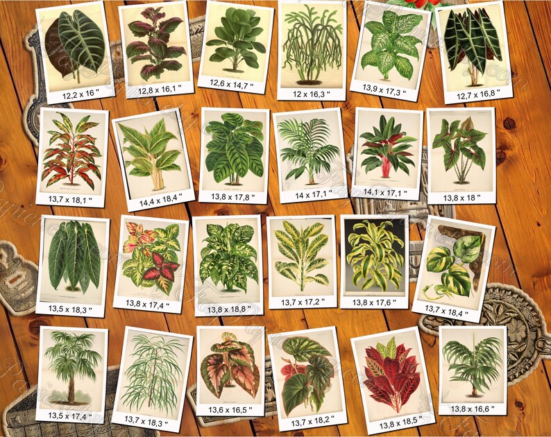 PLANTS 76 pack of 250 vintage images botanical high resolution digital download printable salix saxifraga sempervivum vicia henlea image 3