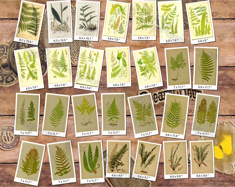 FERNS 7 pack of 150 vintage images botanical High resolution digital download printable 300 dpi Alsophila Acrostichum Polypody image 5