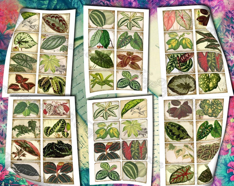 Big Bold Foliage 2 set of 40 pictures on 400 cards vintage design old illustrations inserts for natural junk journal collage clip art image 4