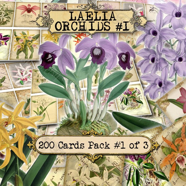 Laelia Orchids #1 - set of 200 ATC cards printable flowers botanical floral plants flora colorful print vintage pictures images