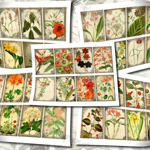 Garden Flora Journal 2 set of 200 ATC cards in JPG format with antique illustrations ophris sedum orchis miltonia lilium hepotica tydaea image 9