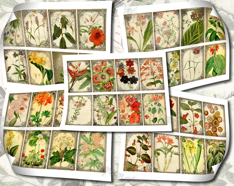 Garden Flora Journal 2 set of 200 ATC cards in JPG format with antique illustrations ophris sedum orchis miltonia lilium hepotica tydaea image 9