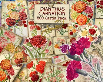 Dianthus Carnation - set of 40 pictures on 500 cards vintage design old illustrations inserts for natural junk journal pink flower blossom