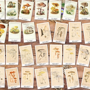 MUSHROOMS 26 pack of 250 vintage high resolution images digital download printable illustrations fungi plates Amanita Lepiota Clitocybe image 4