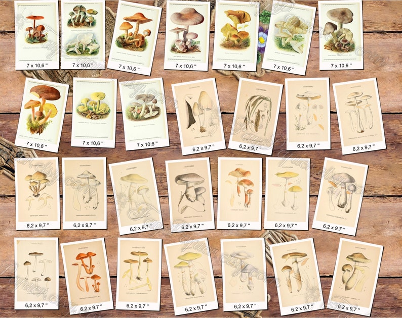 MUSHROOMS 26 pack of 250 vintage high resolution images digital download printable illustrations fungi plates Amanita Lepiota Clitocybe image 4