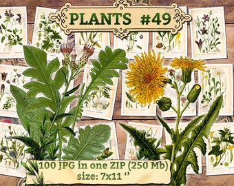 PFLANZEN # 49 - Packung mit 100 Vintage Bildern botanische Hohe Auflösung digitaler Download druckbare Herbarium Blumen Kraut Atlas Blumenflora