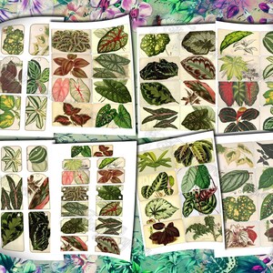 Big Bold Foliage 2 set of 40 pictures on 400 cards vintage design old illustrations inserts for natural junk journal collage clip art image 8