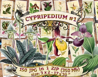 CYPRIPEDIUM #1 - pack of 150 vintage images botanical pictures High resolution digital download printable Orchidaceae orchids flowers