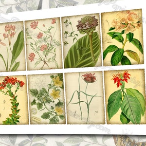 Garden Flora Journal 2 set of 200 ATC cards in JPG format with antique illustrations ophris sedum orchis miltonia lilium hepotica tydaea image 2