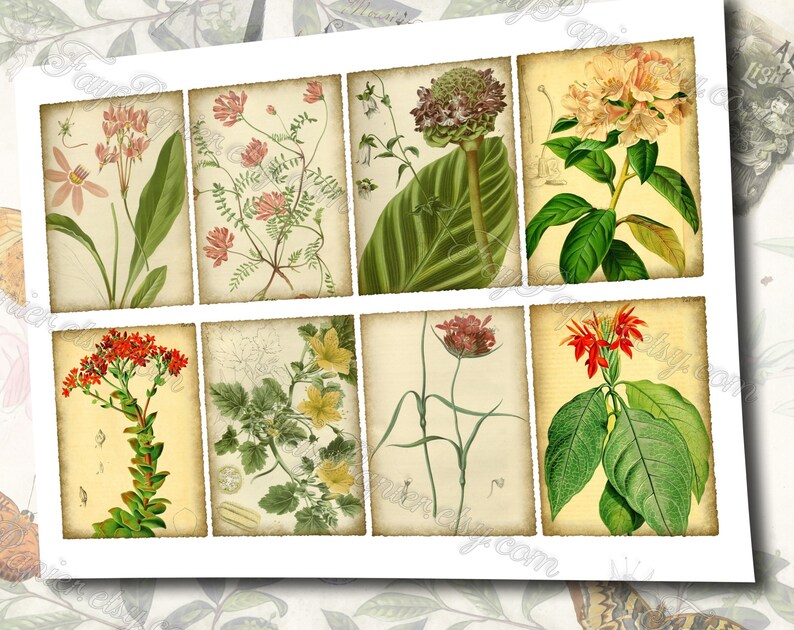 Garden Flora Journal 2 set of 200 ATC cards in JPG format with antique illustrations ophris sedum orchis miltonia lilium hepotica tydaea image 2