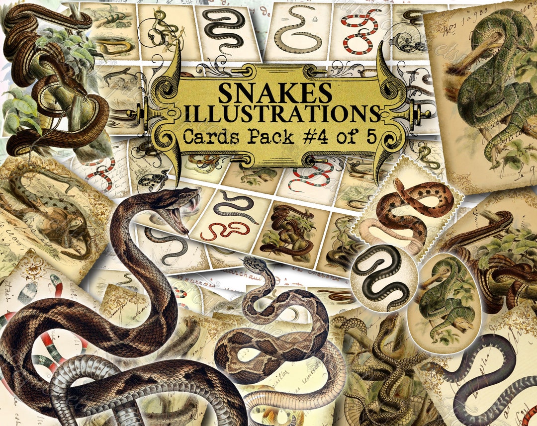 Snakes Illustrations 4 Set of 40 Pictures on 450 Cards With - Etsy