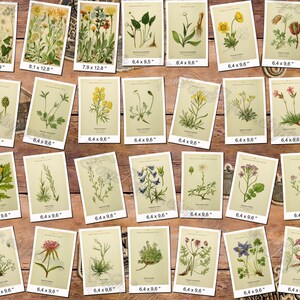 ALPINE PLANTS 3 pack of 150 vintage botanical images flowers of Alps mountains flora native High resolution digital download printable image 4