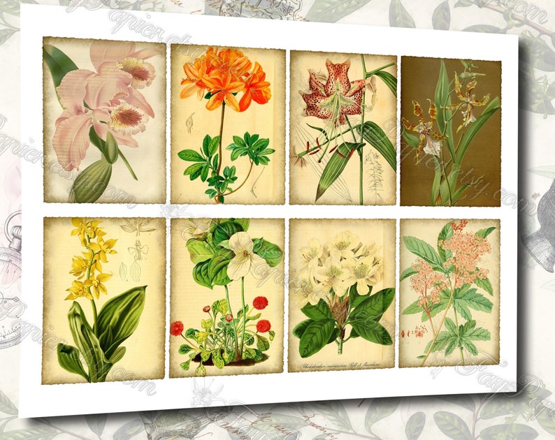 Garden Flora Journal 2 set of 200 ATC cards in JPG format with antique illustrations ophris sedum orchis miltonia lilium hepotica tydaea image 4