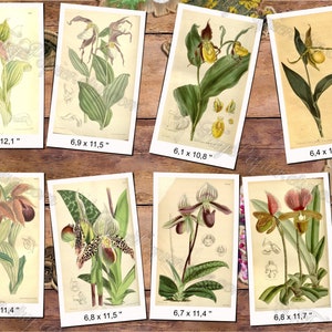 CYPRIPEDIUM 1 pack of 150 vintage images botanical pictures High resolution digital download printable Orchidaceae orchids flowers image 5