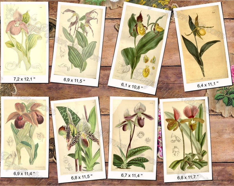 CYPRIPEDIUM 1 pack of 150 vintage images botanical pictures High resolution digital download printable Orchidaceae orchids flowers Bild 5