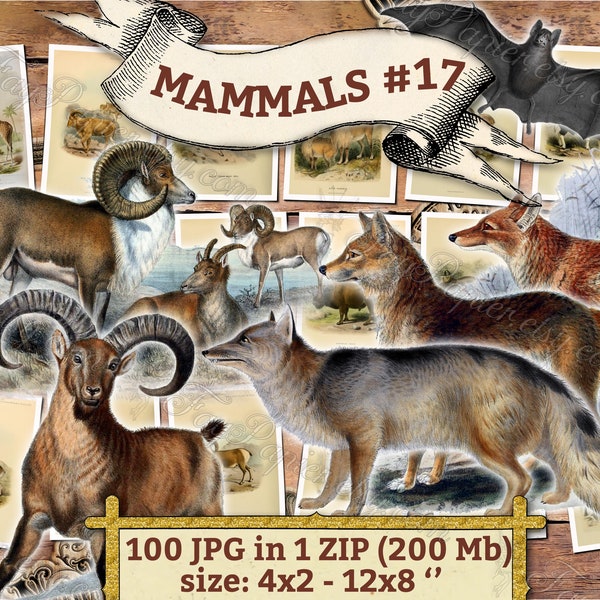 MAMMALS #17 - pack of 100 vintage images animals in high resolution digital download printable 300 dpi Wolf Fox Mouse Dog Goat Deer Jackal